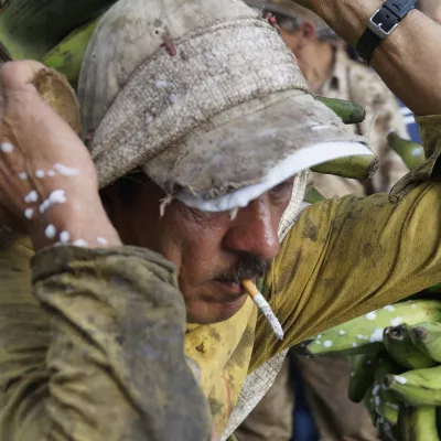 Man with cigarette in mouth carrying bananas on his back